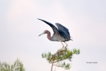Egretta-caerulea;Heron;Little-Blue-Heron;One;avifauna;bird;birds;color-image;col